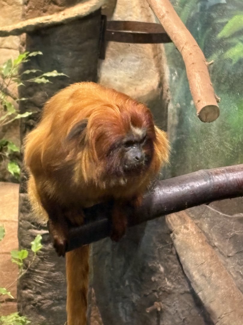Golden Lion Tamarin