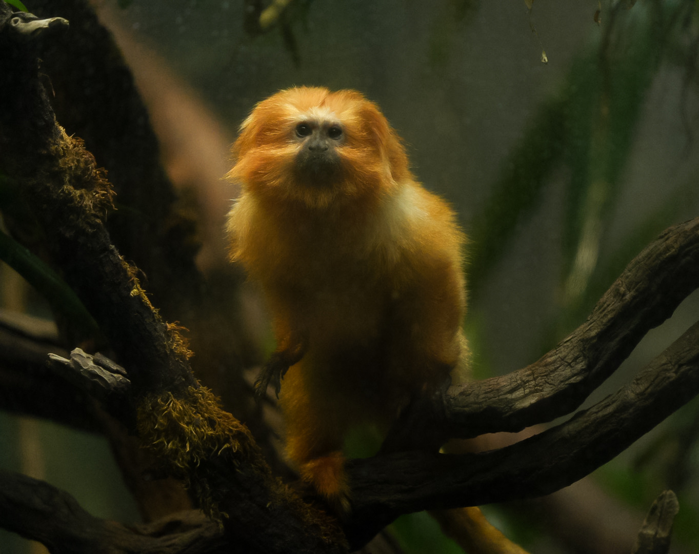 Golden Lion Tamarin