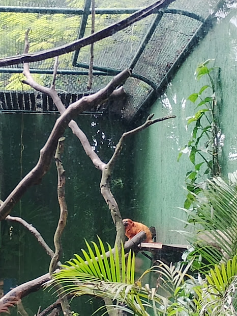 Golden lion tamarin