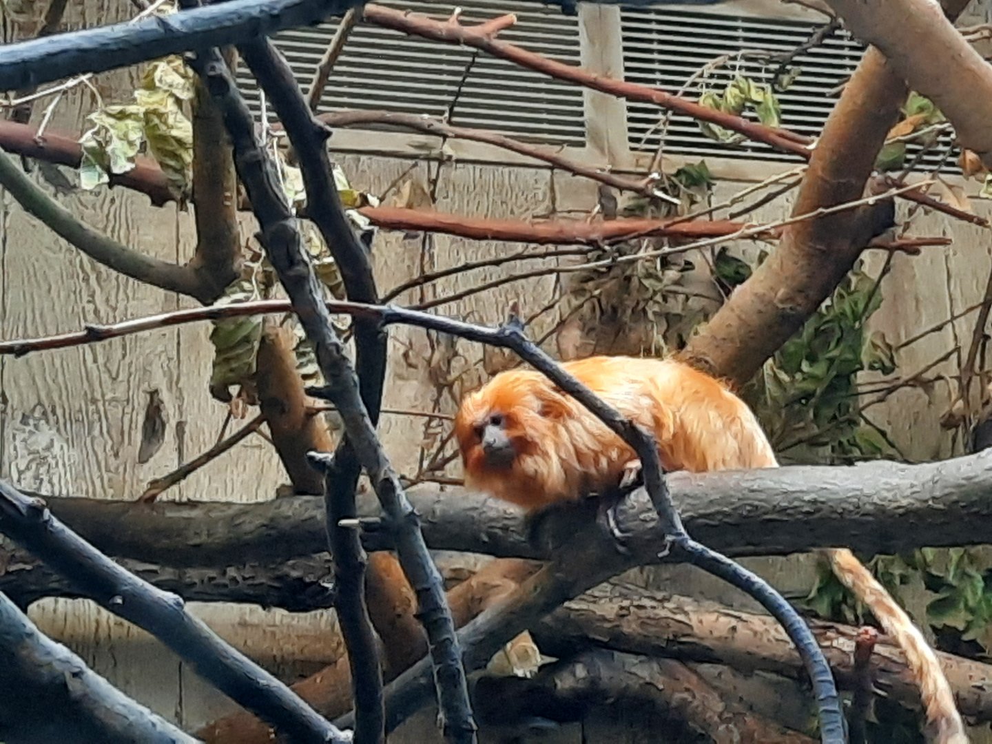 Golden Lion Tamarin