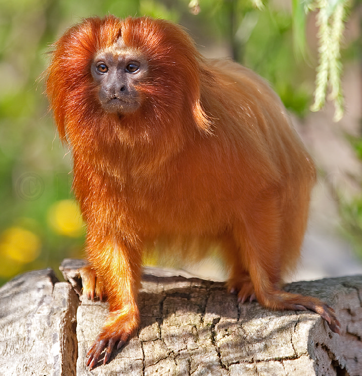 Golden Lion Tamarin
