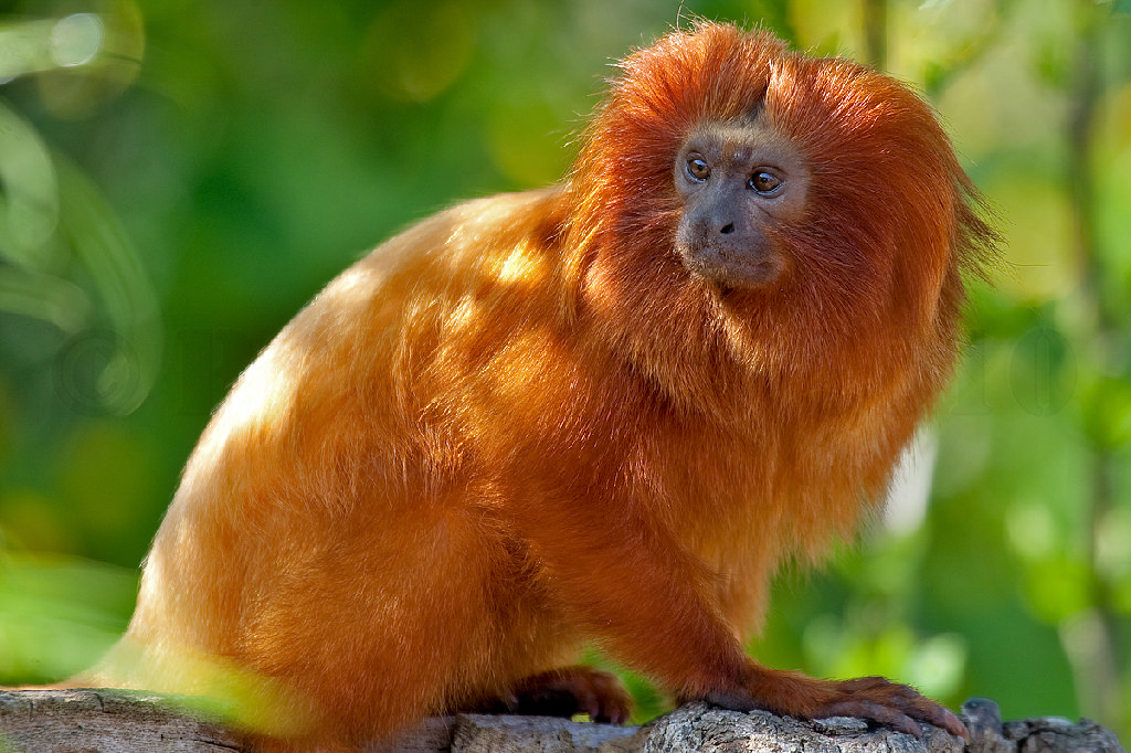 Golden Lion Tamarin