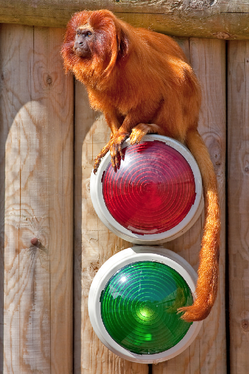 Golden Lion Tamarin