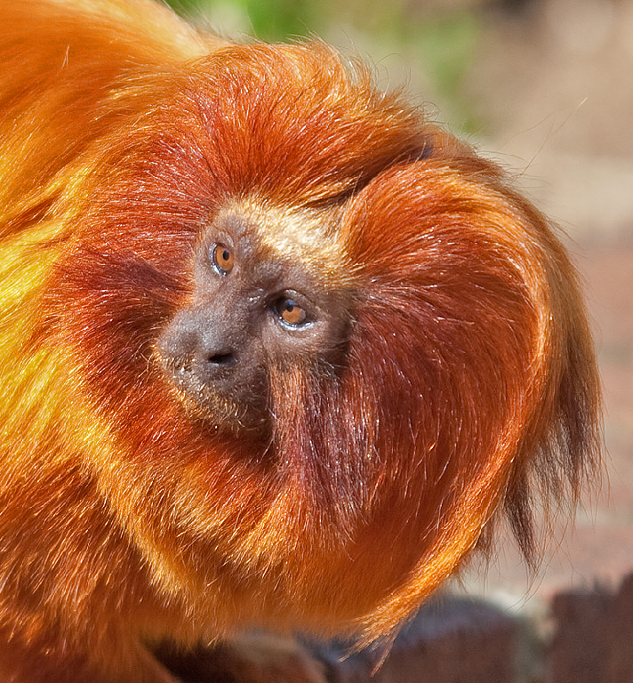 Golden Lion Tamarin