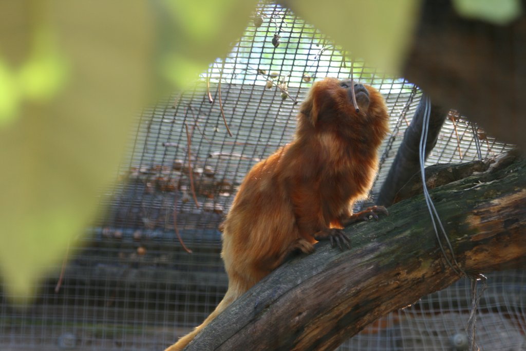 Golden Lion Tamarin