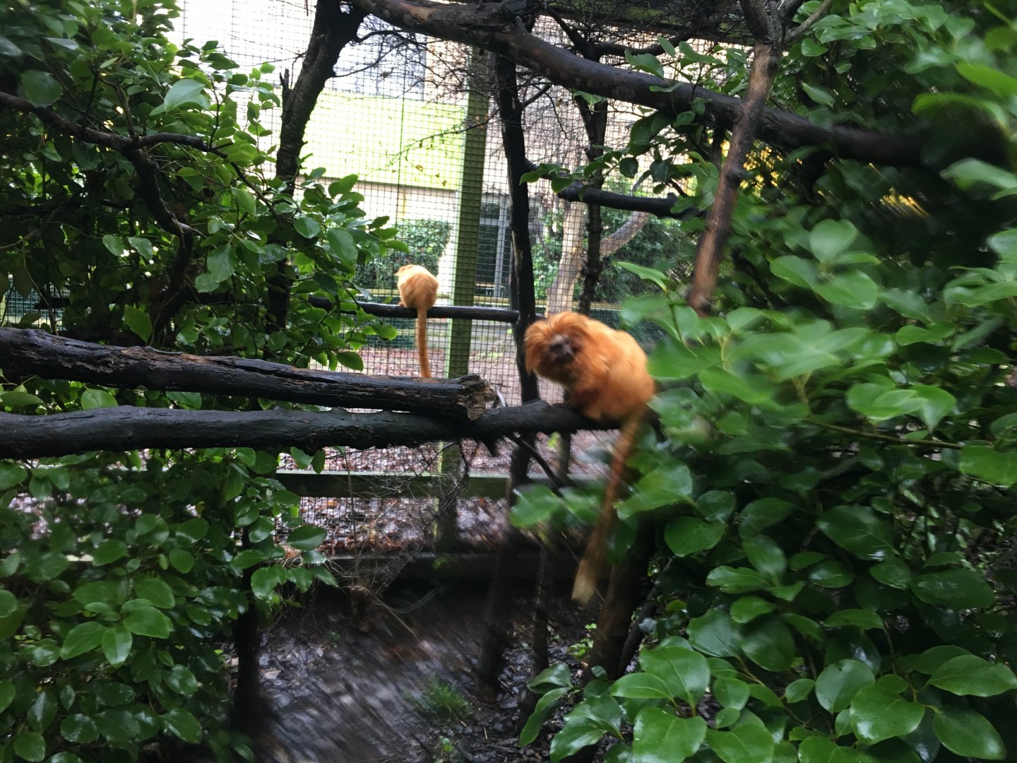 Golden lion tamarins 070117