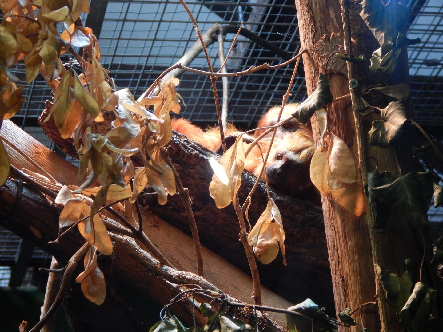 Golden lion tamarins 150725