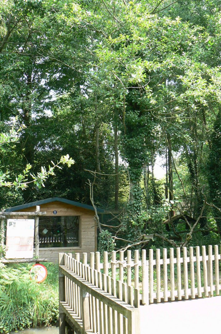Golden lion tamarins and pink-backed pelicans island
