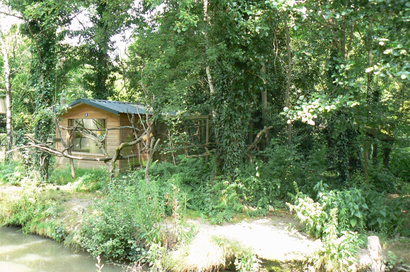 Golden lion tamarins and pink-backed pelicans island