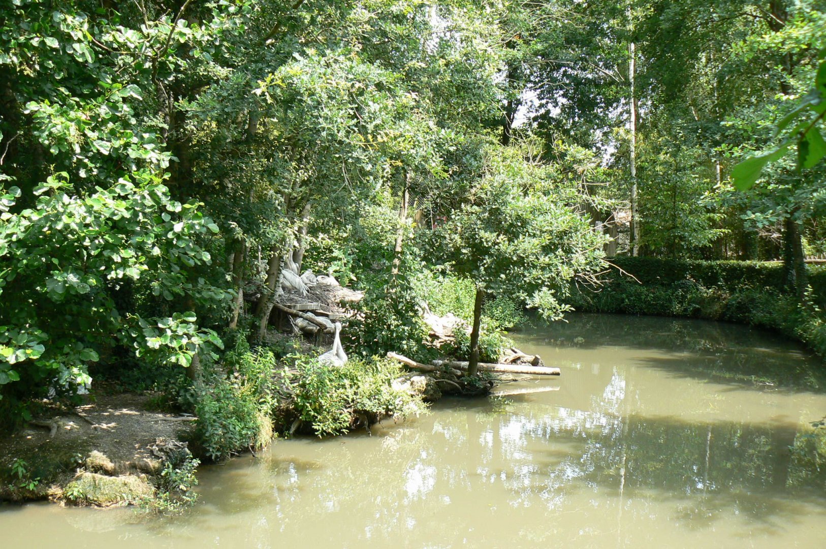 Golden lion tamarins and pink-backed pelicans island