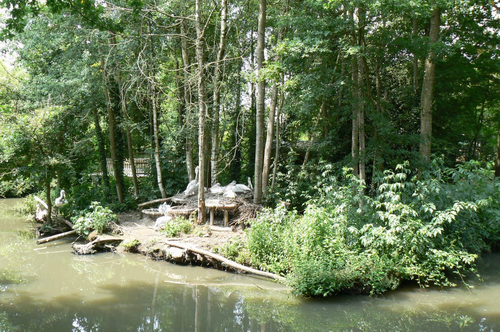 Golden lion tamarins and pink-backed pelicans island