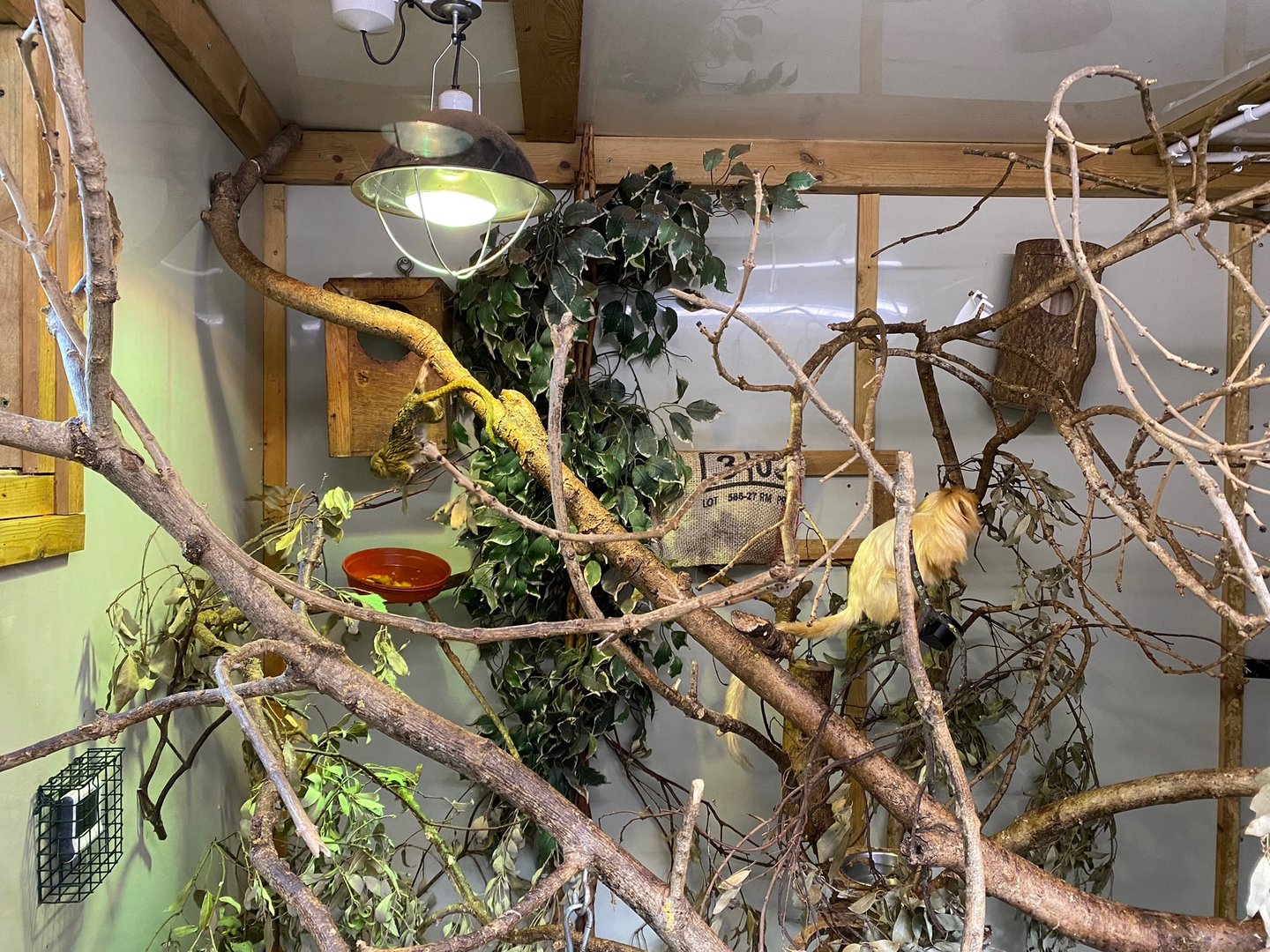 Golden lion tamarins and Pygmy marmoset enclosure 111222