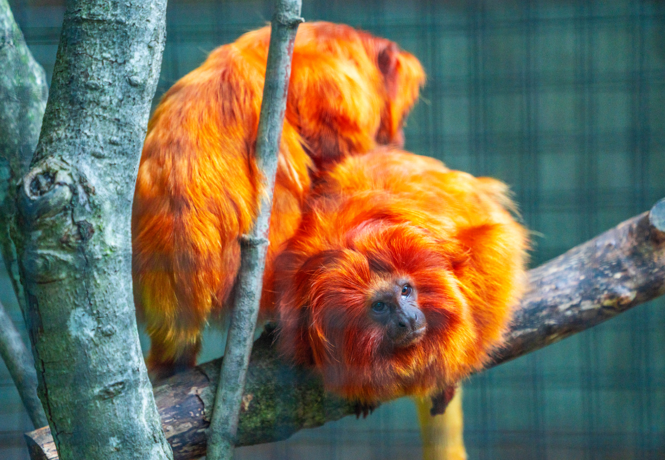 Golden Lion Tamarins grooming