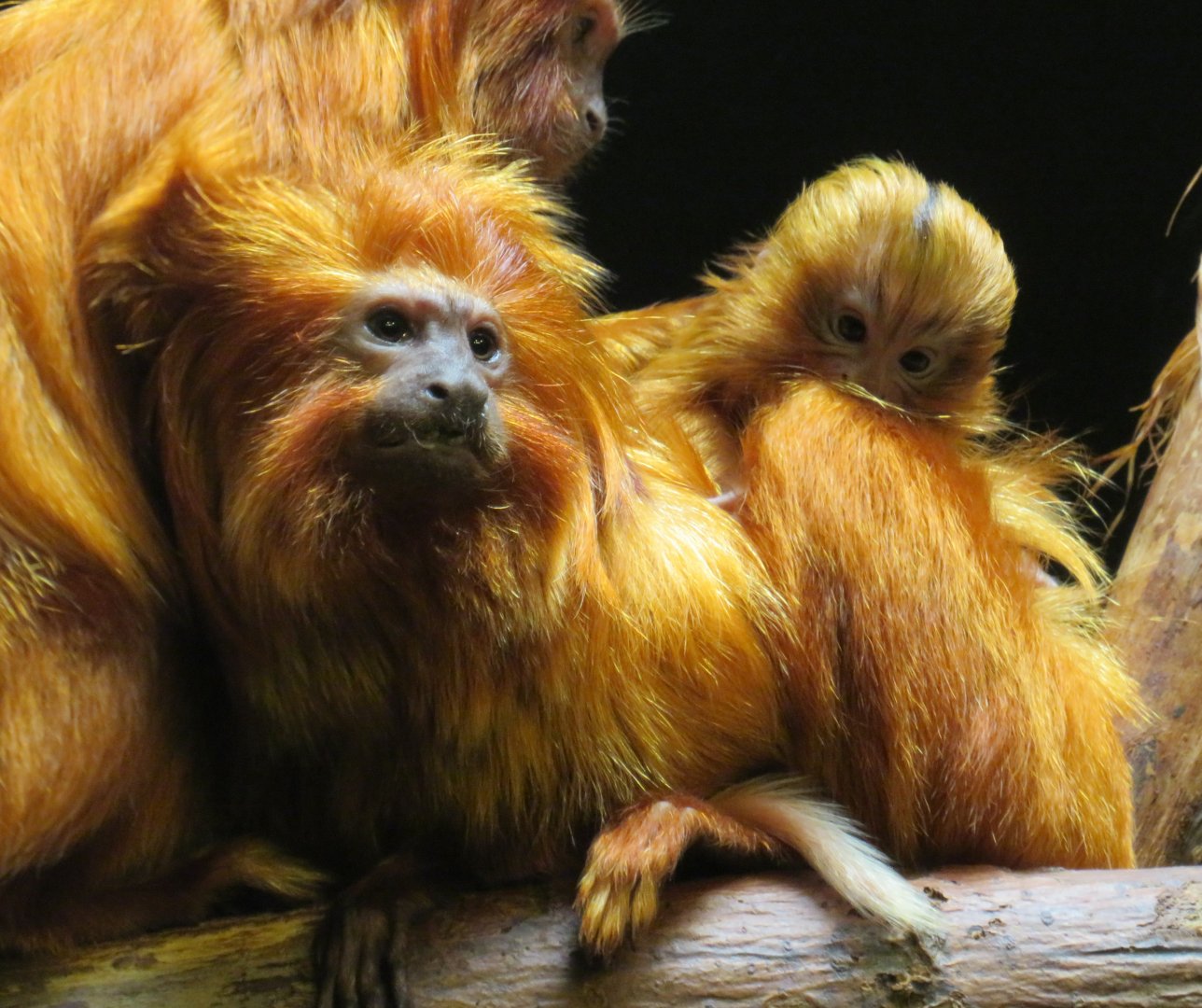 Golden lion tamarins (including new infant)