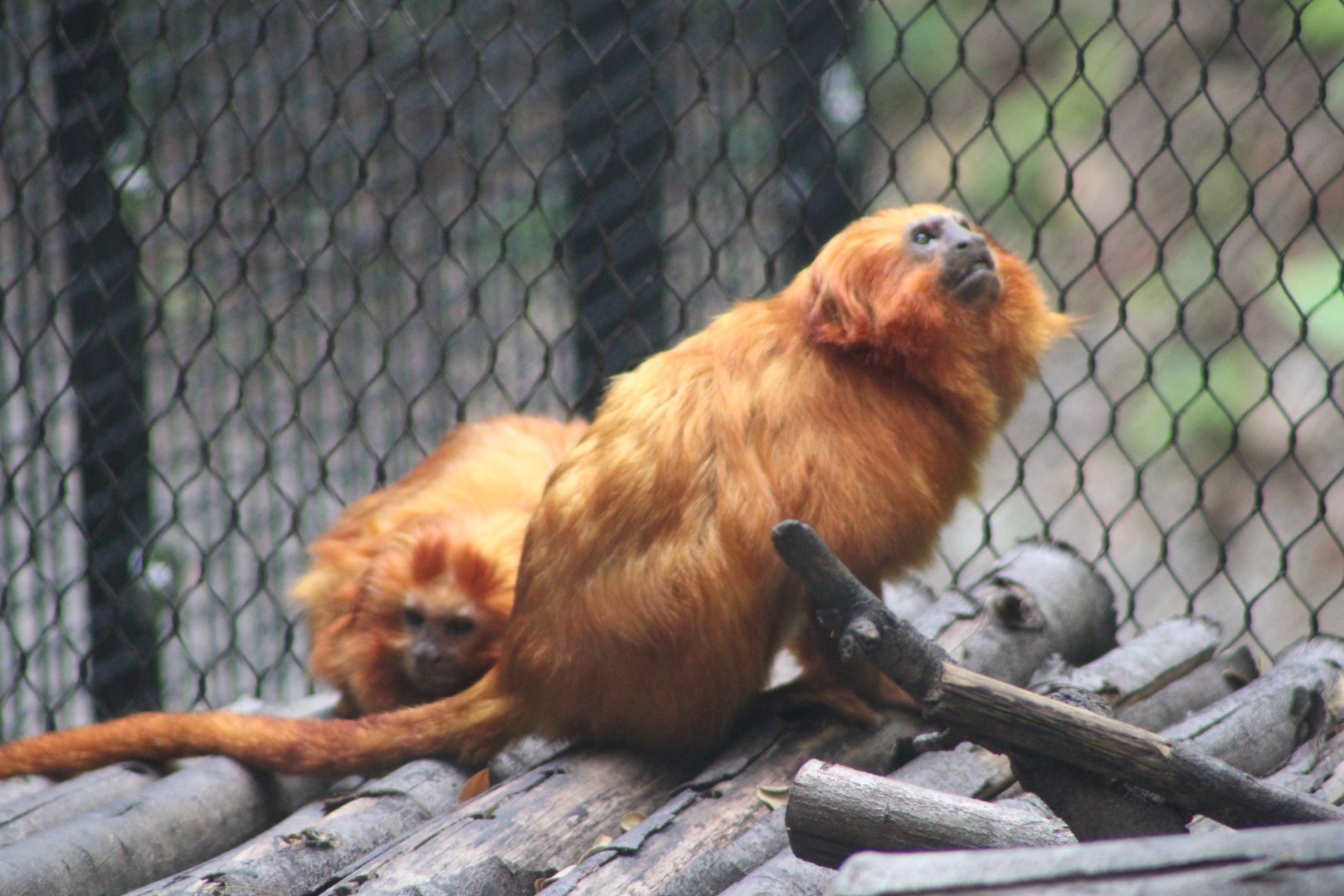 Golden Lion Tamarins (Leontopithecus rosalia)