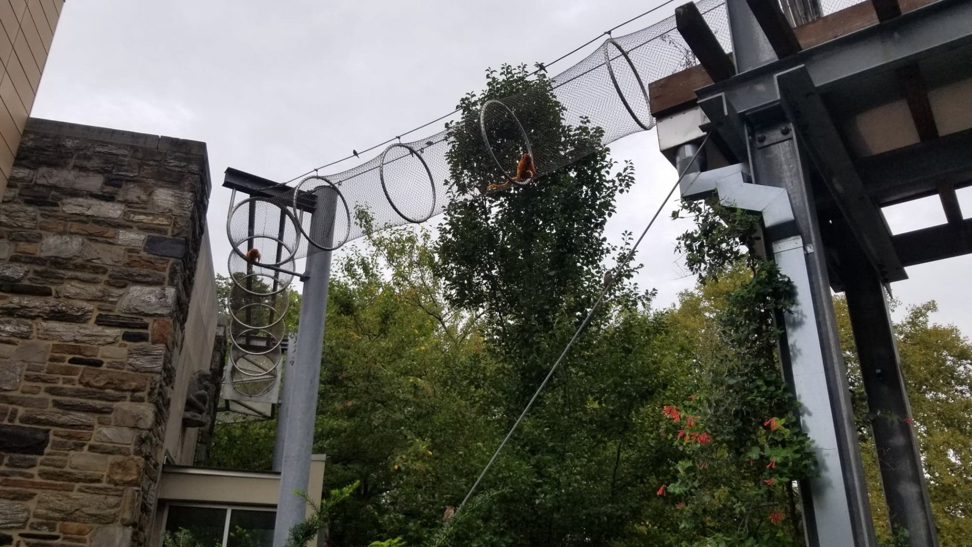 Golden Lion Tamarins on the 360 trail