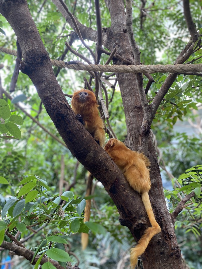 Golden Lion Tamarins - Roger Williams Park Zoo