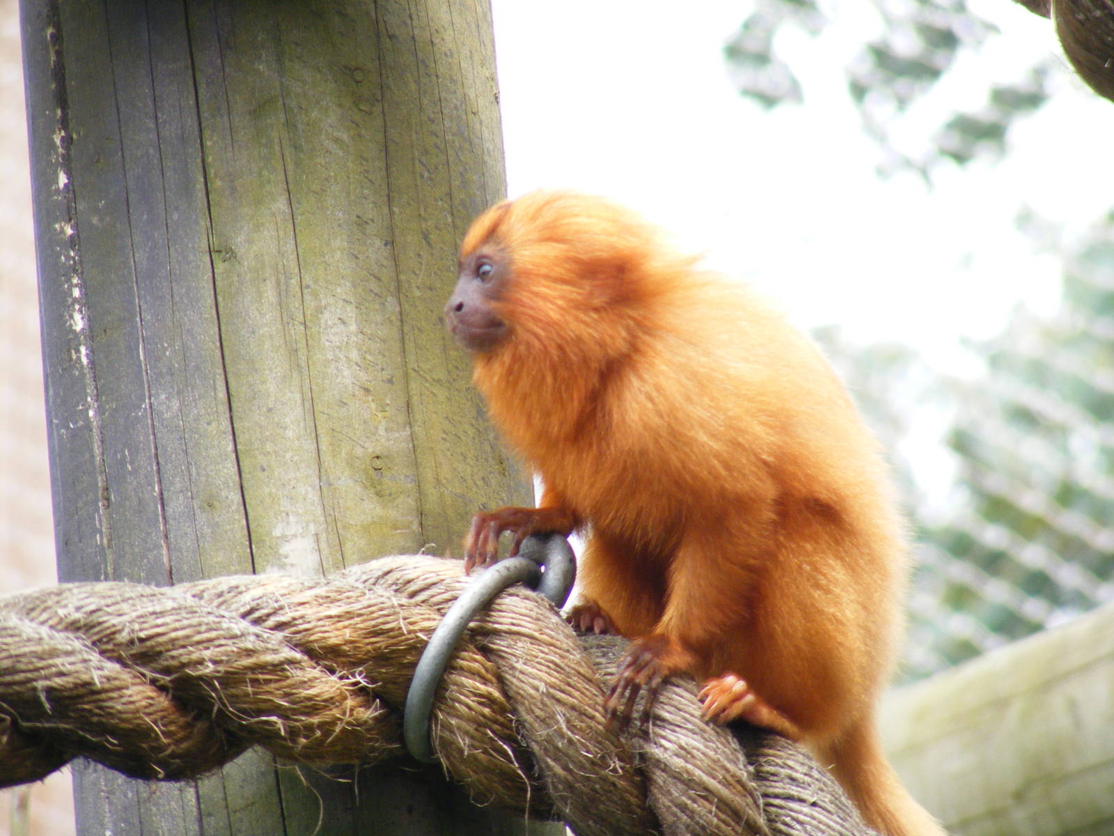 Golden lion tamarins