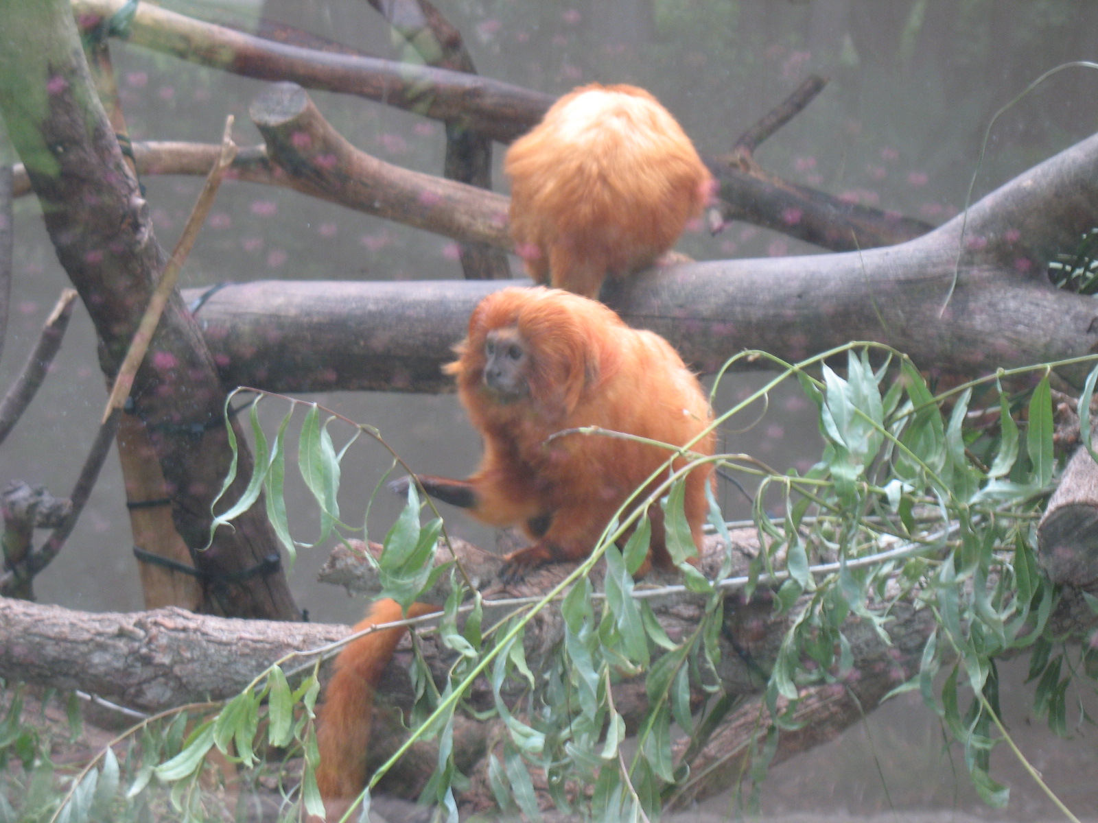 Golden Lion Tamarins