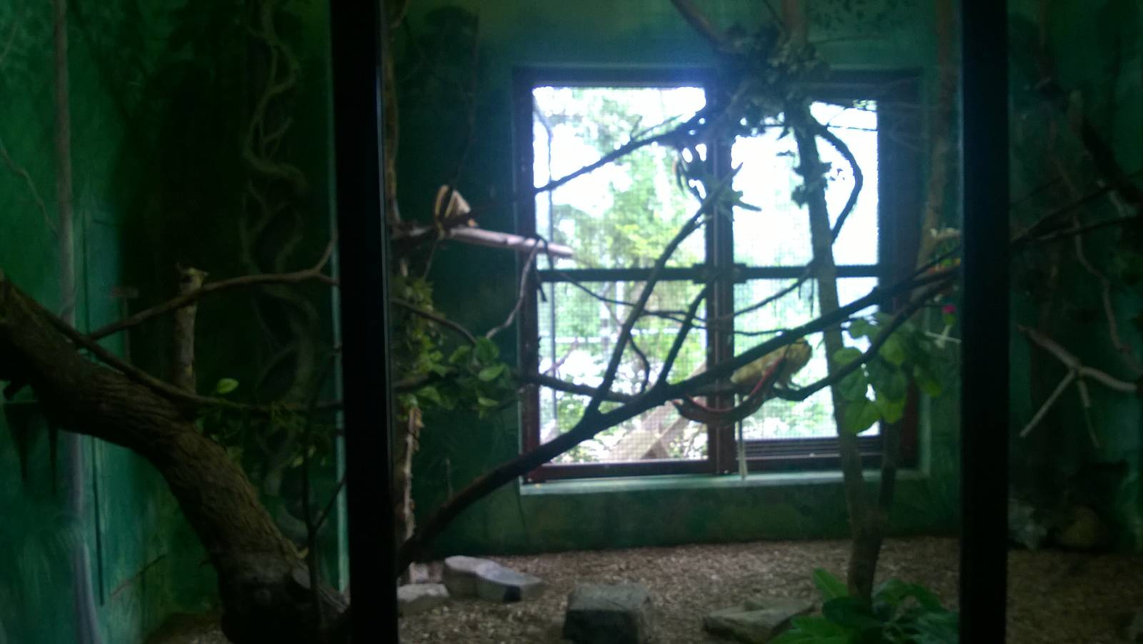 Golden Lion Tamarins