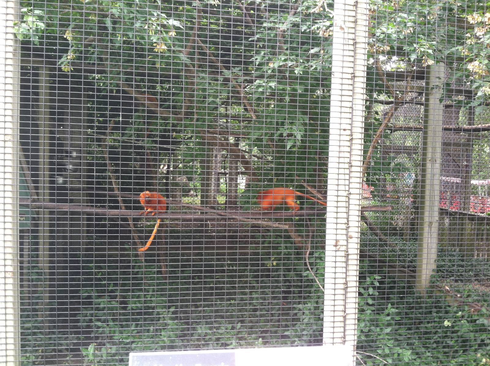 Golden Lion Tamarins
