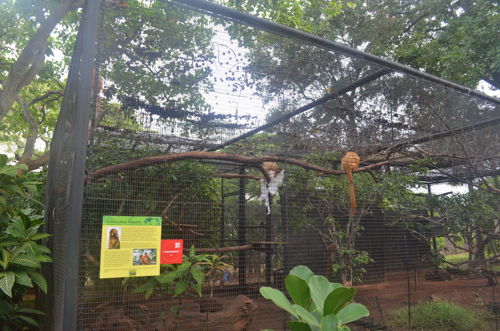 Golden Lion Tamarins