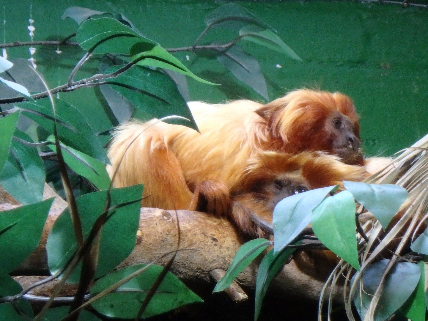 Golden lion tamarins