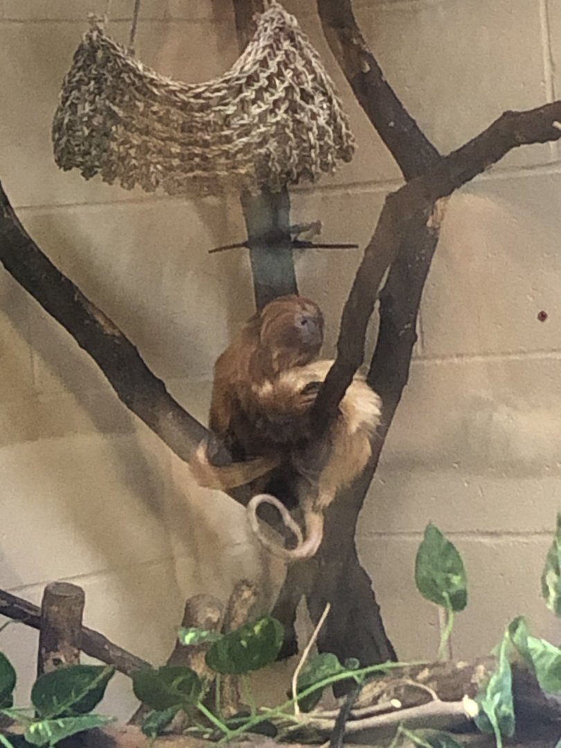 Golden Lion Tamarins