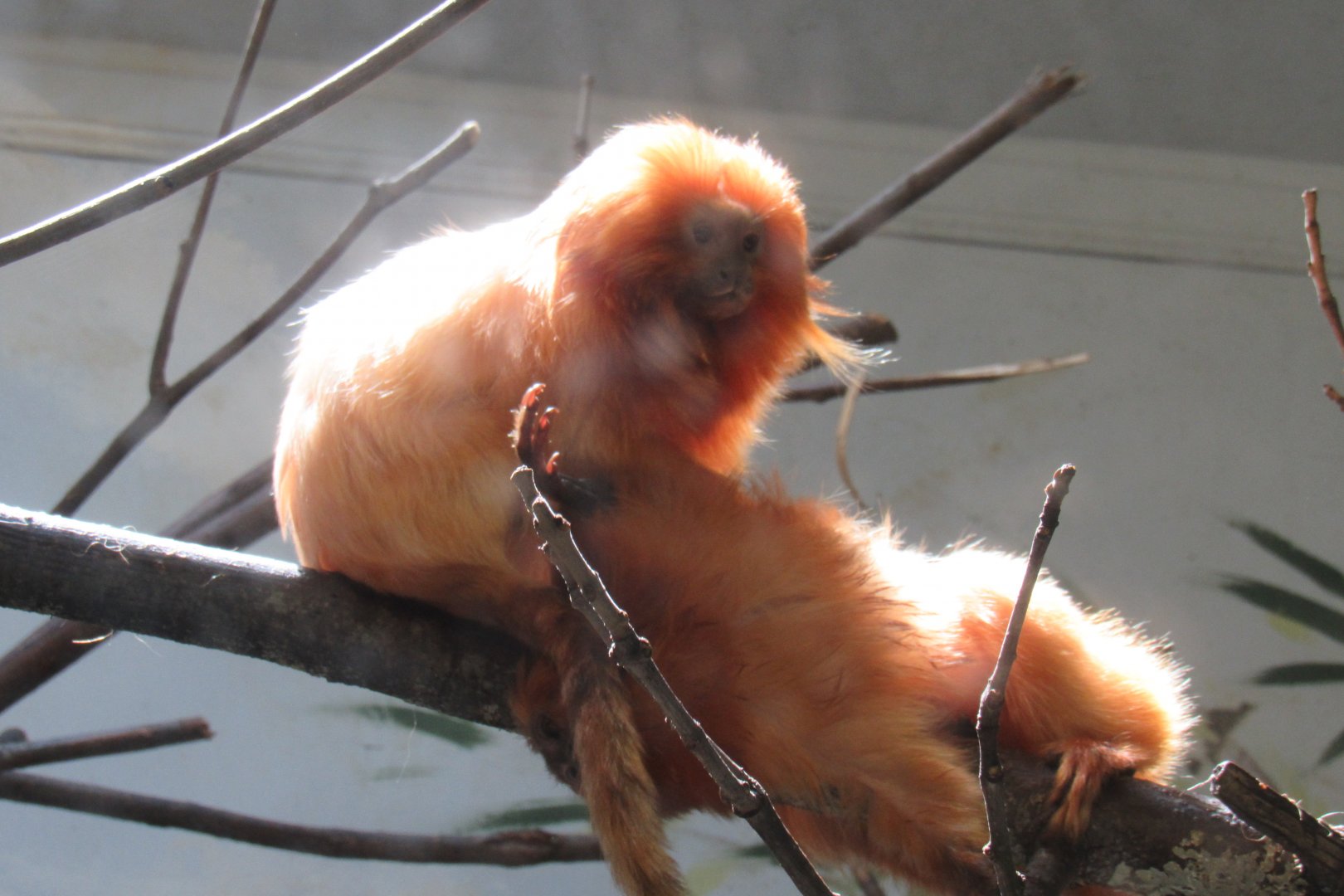 Golden lion tamarins