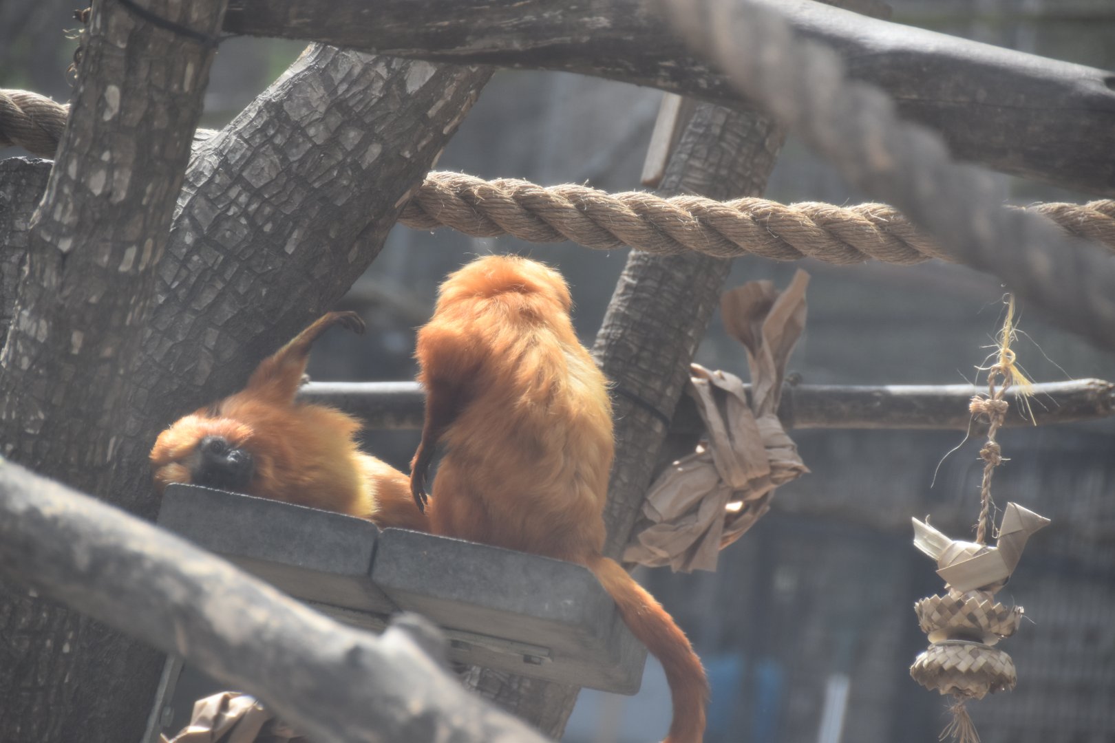 Golden lion tamarins