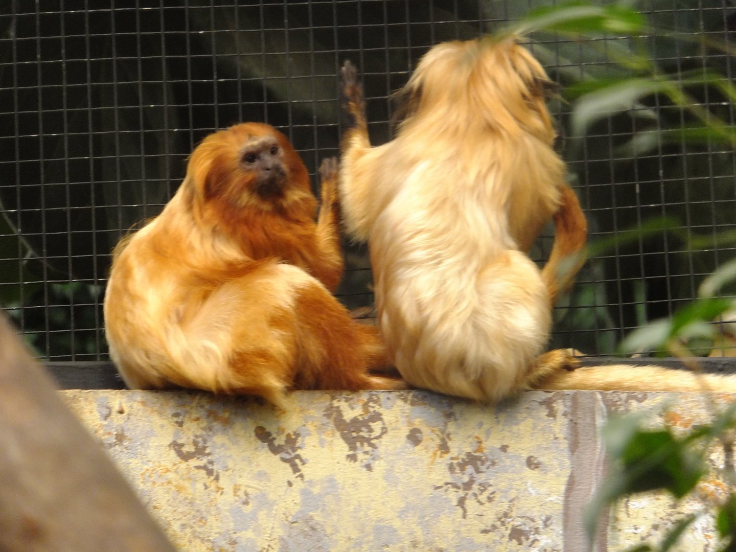 Golden lion tamarins