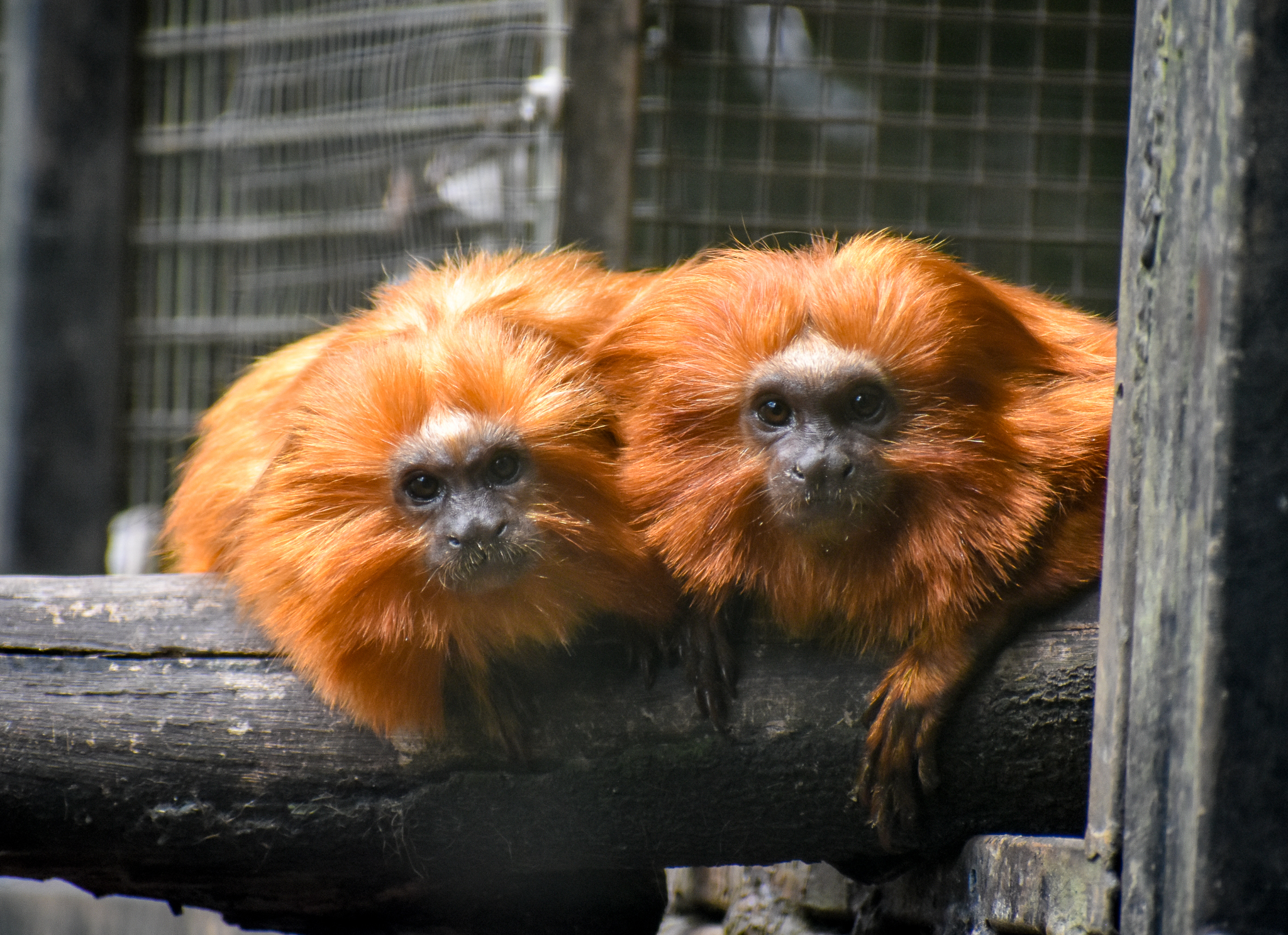 Golden Lion Tamarins