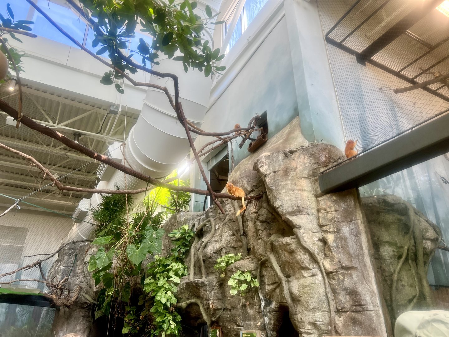 Golden-Lion Tamarins