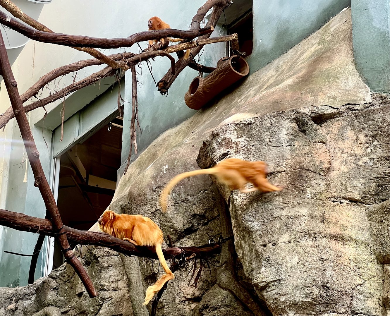 Golden-Lion Tamarins