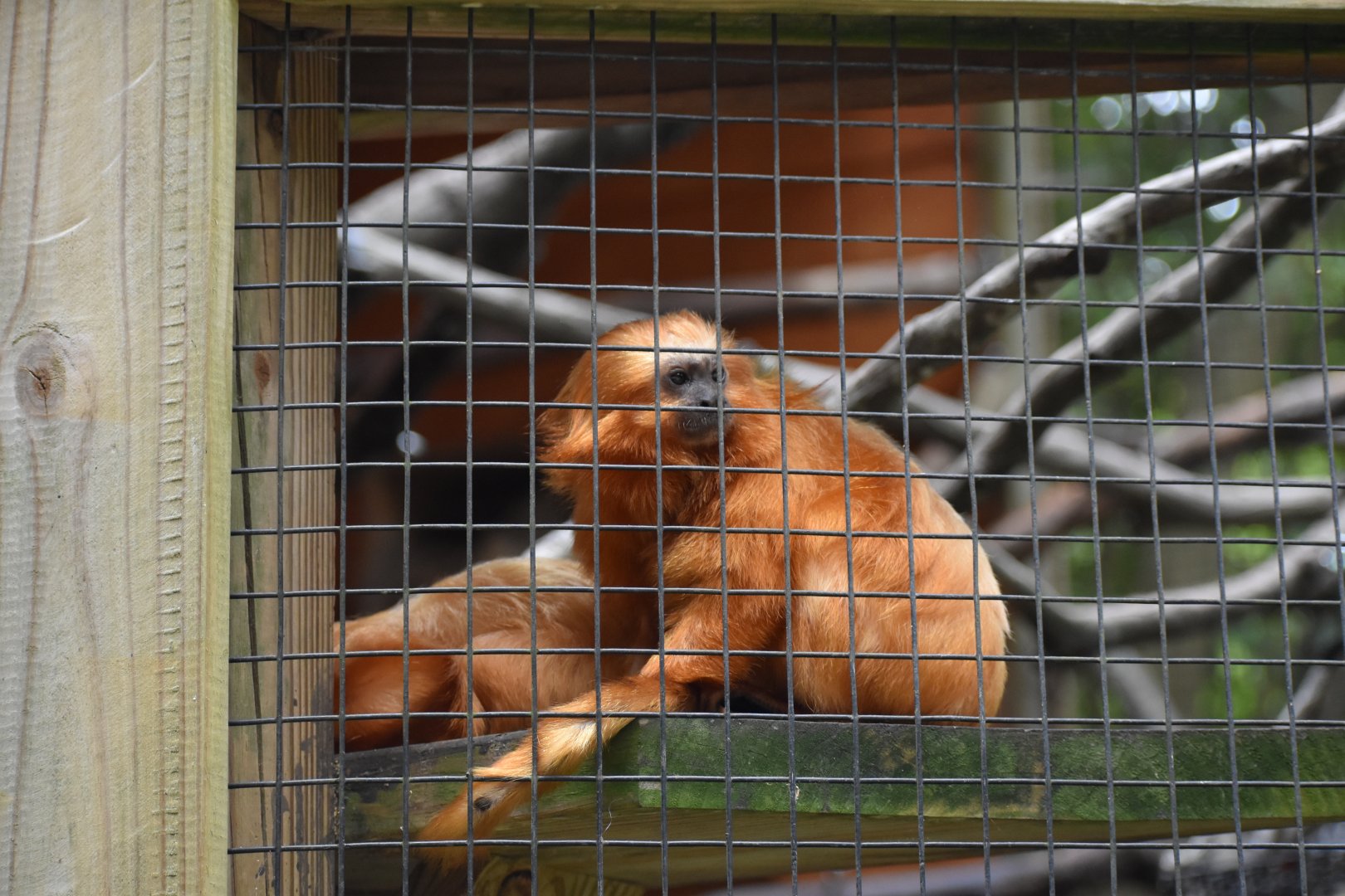 Golden Lion Tamarins