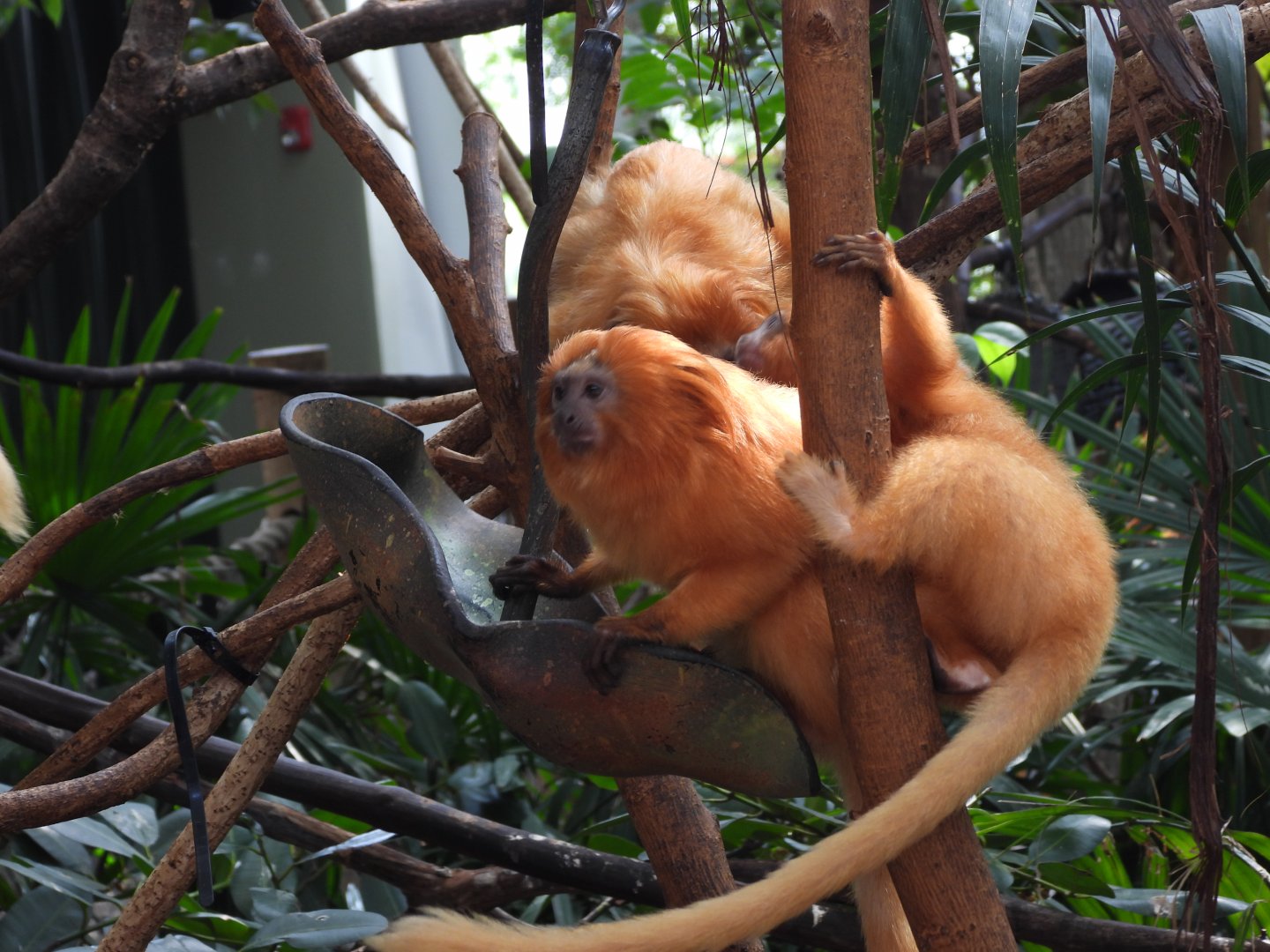 Golden lion tamarins