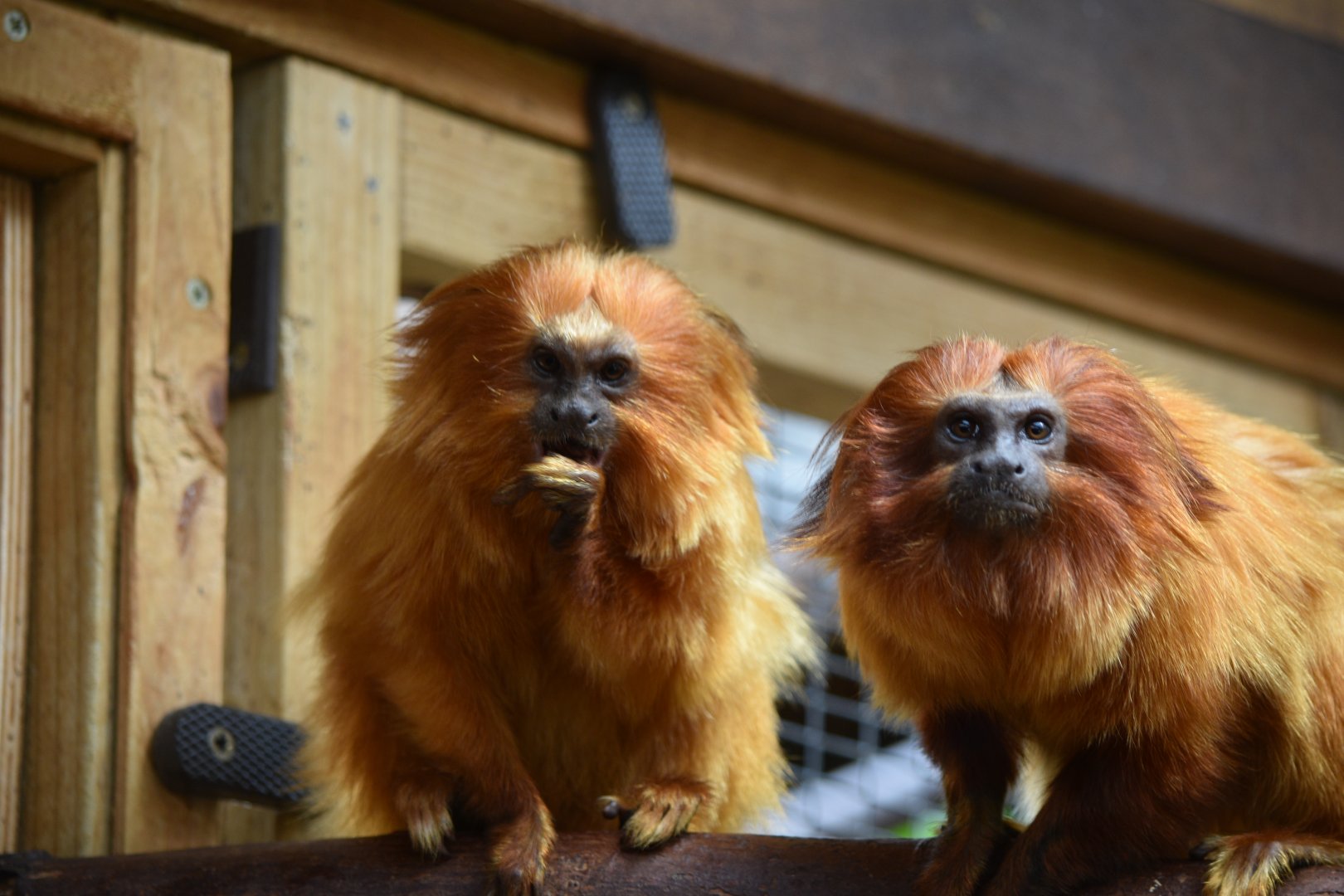 Golden lion tamarins