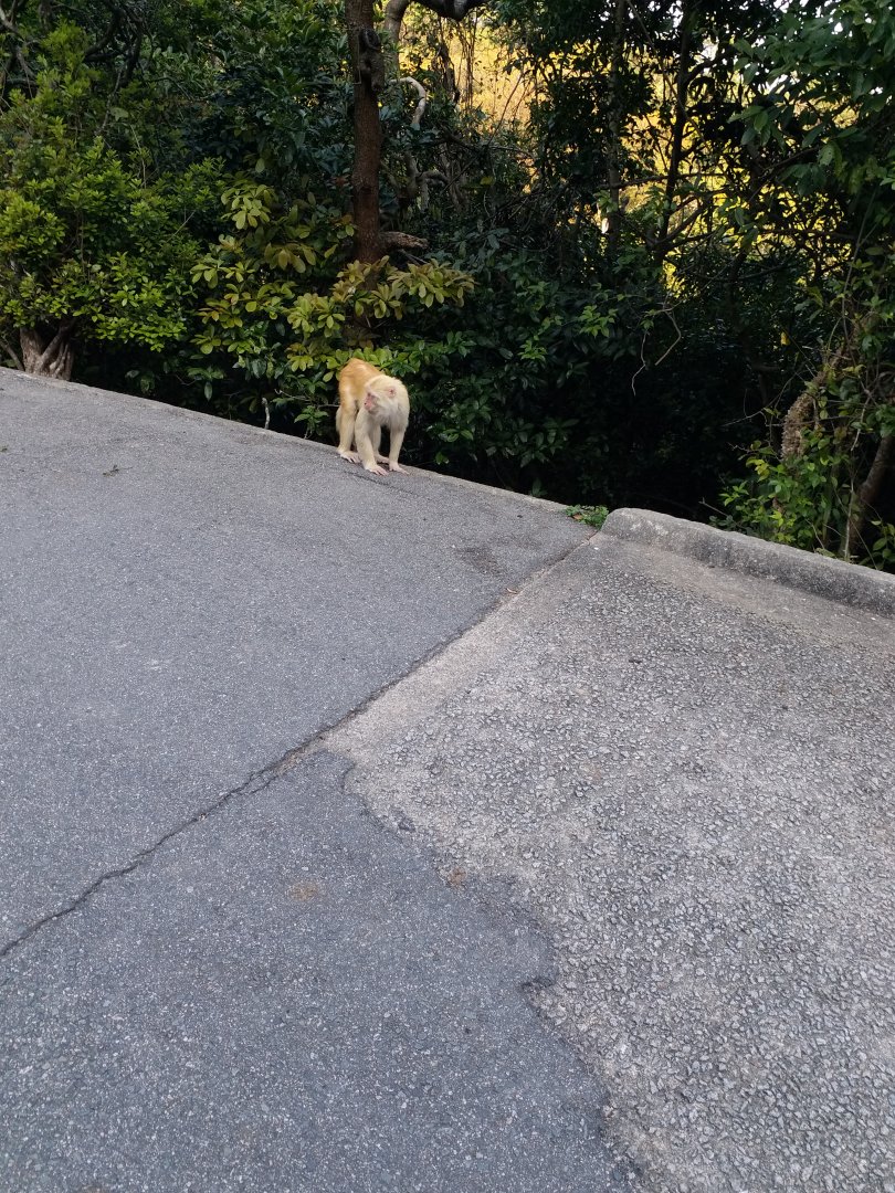 Golden macaque