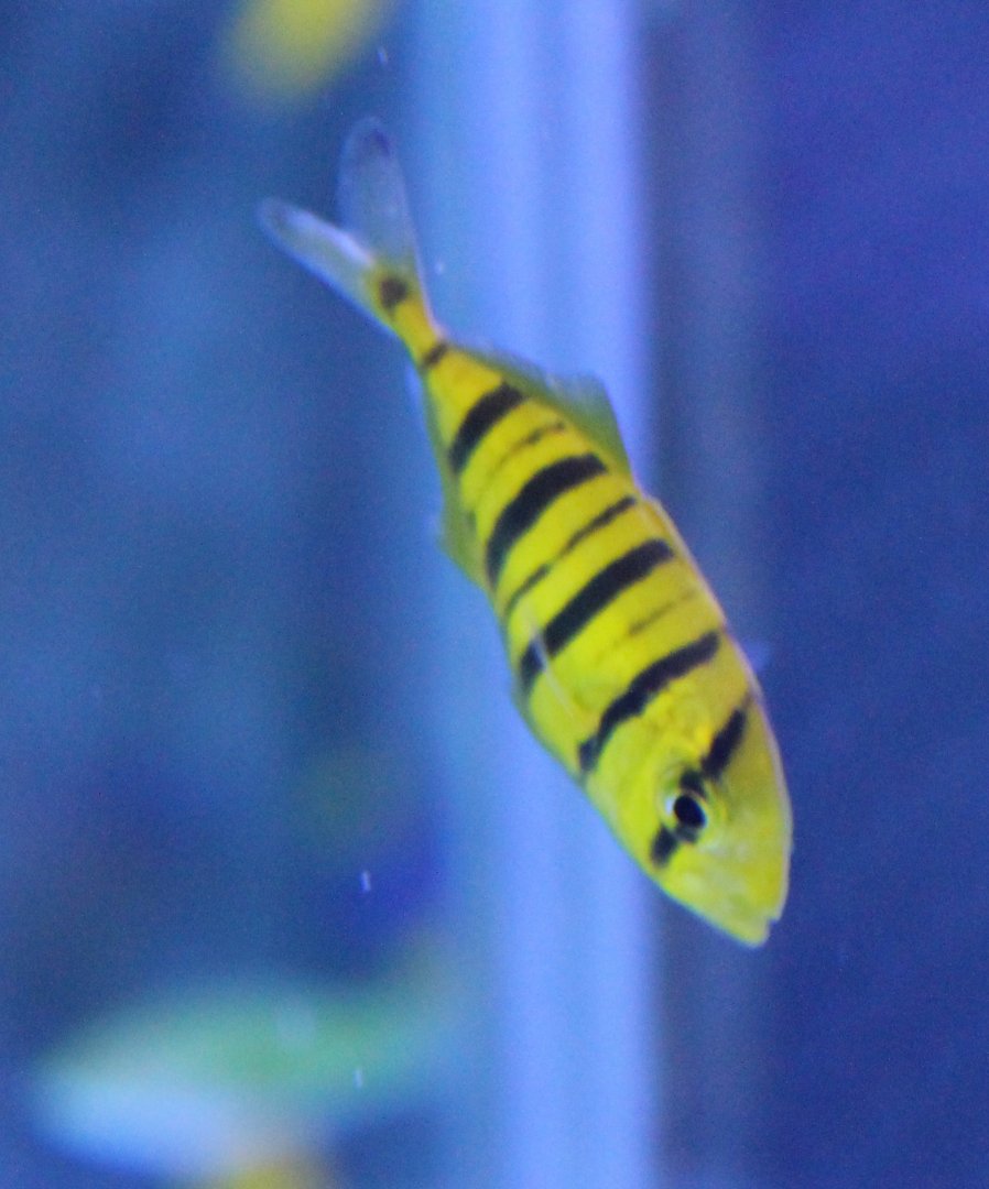 Golden mackerel - Gnathanodon speciosus