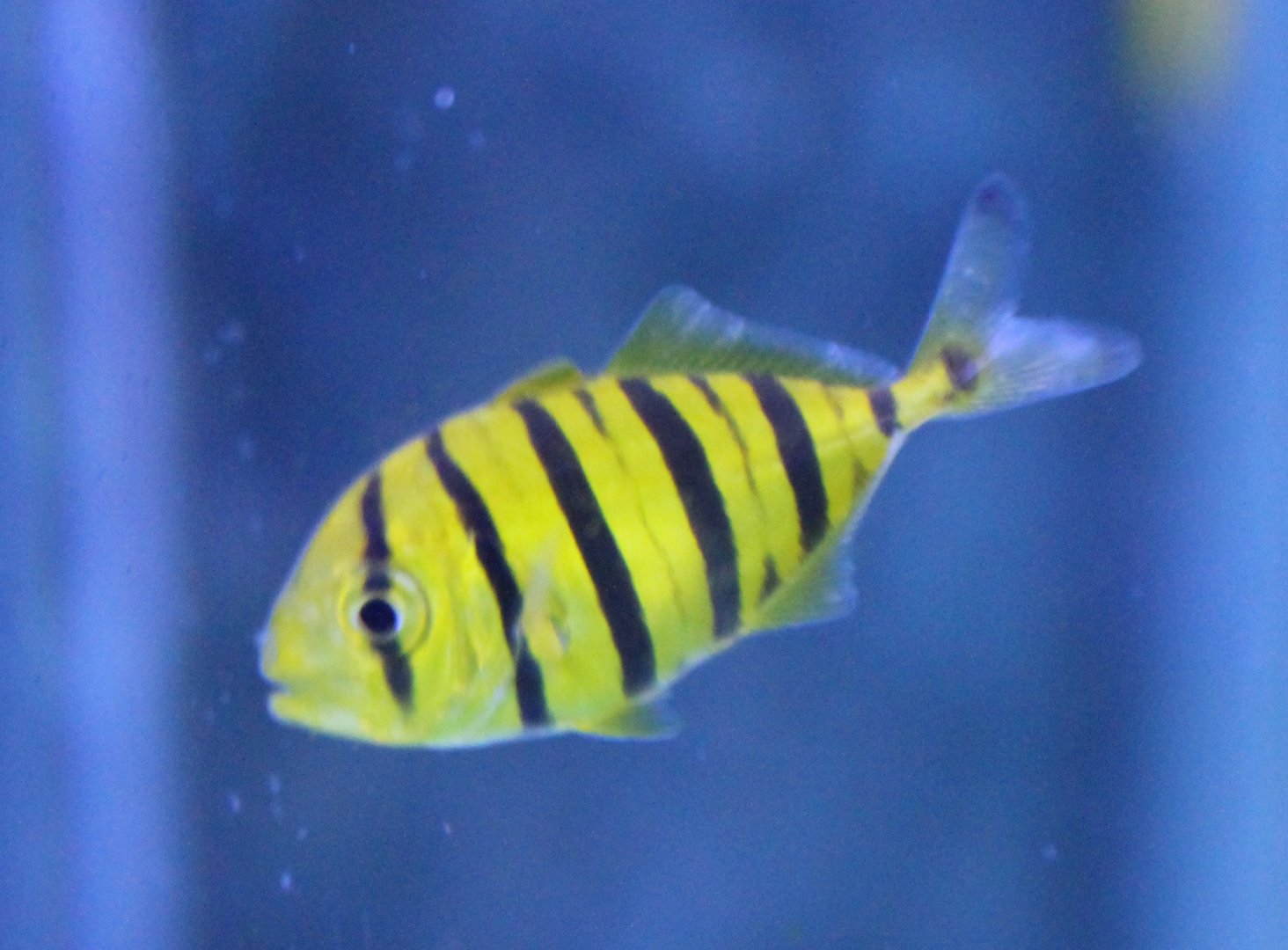 Golden mackerel - Gnathanodon speciosus