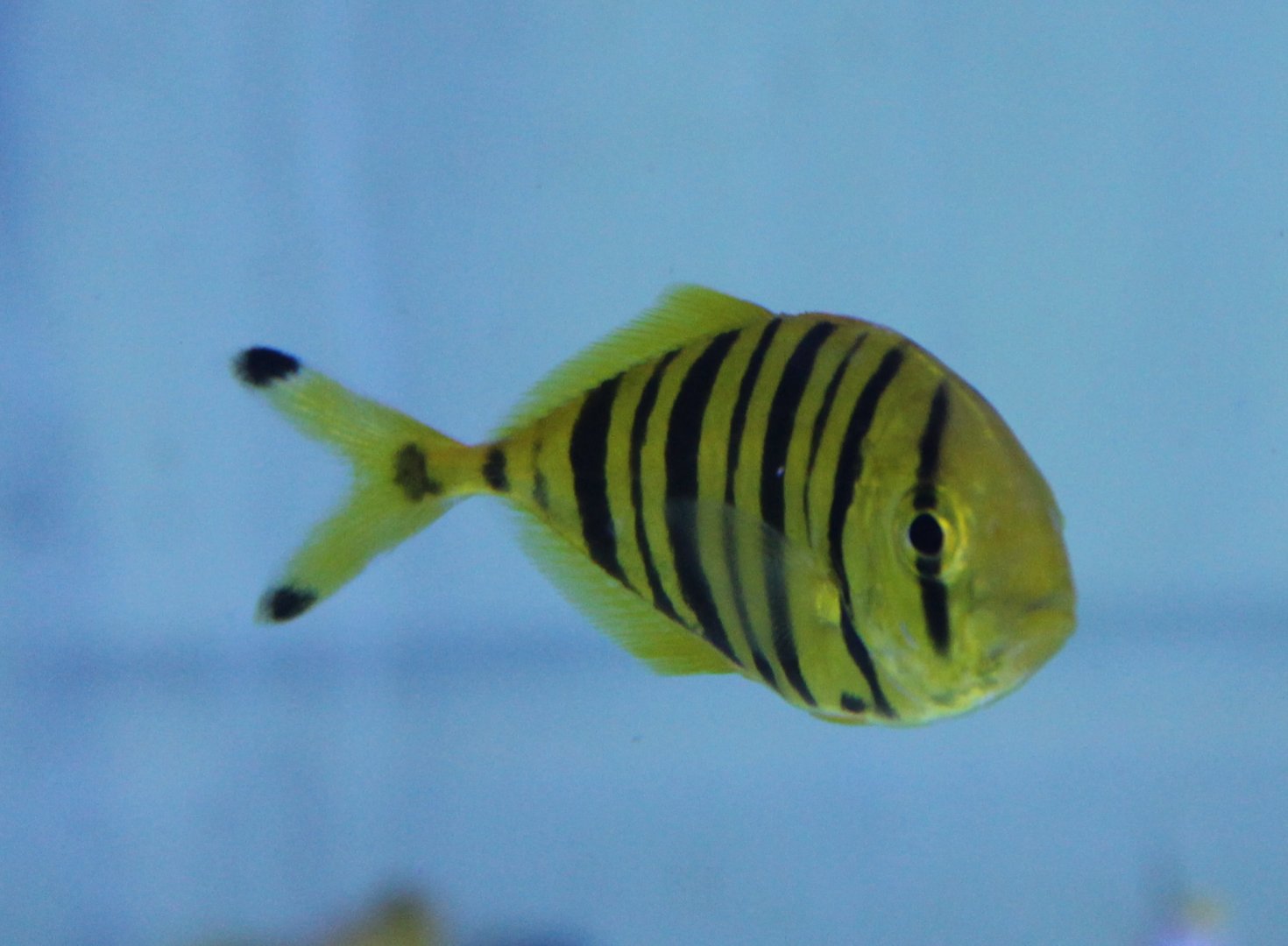 Golden mackerel - Gnathanodon speciosus