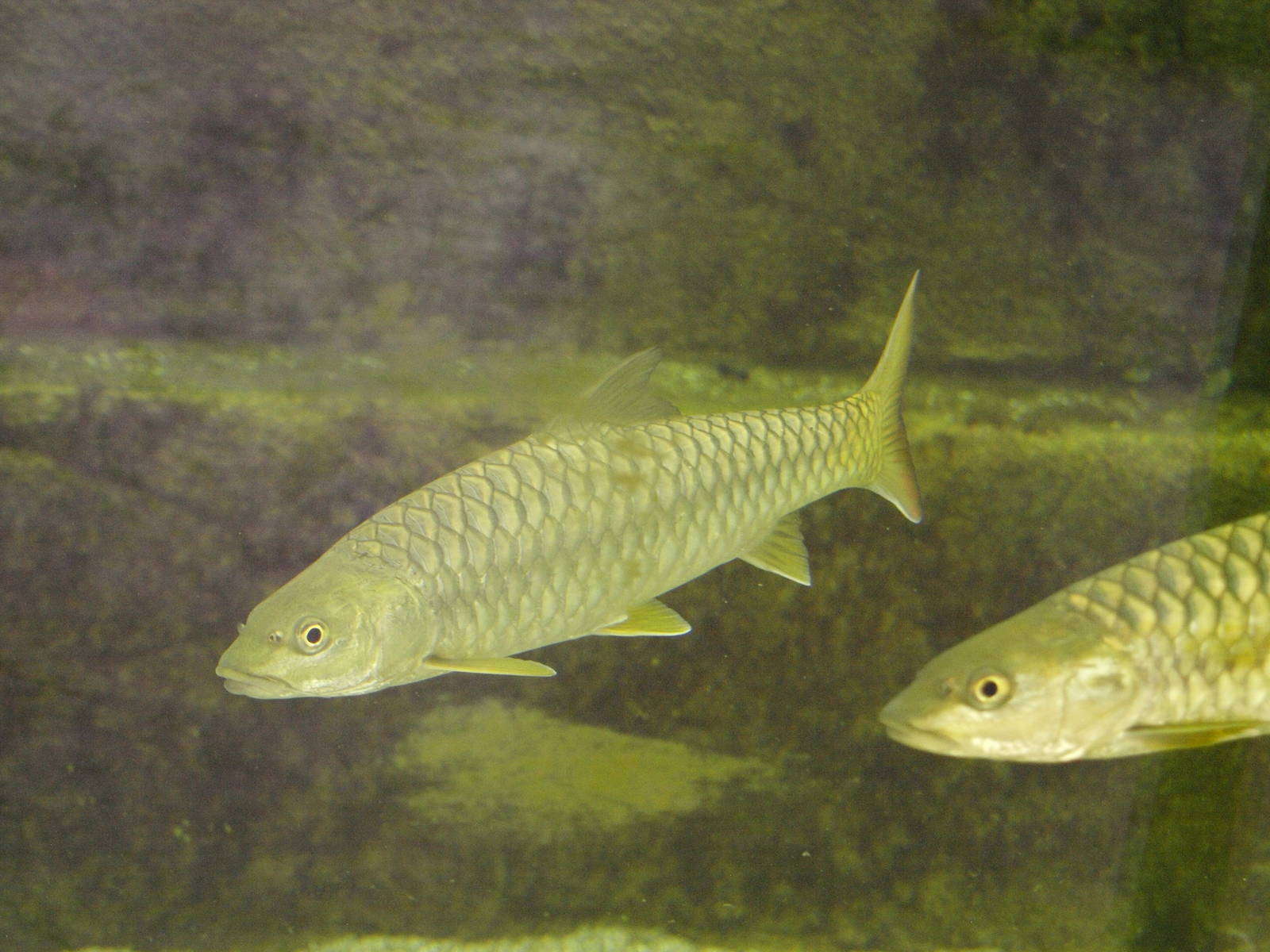 Golden Mahseer (Tor putitora)