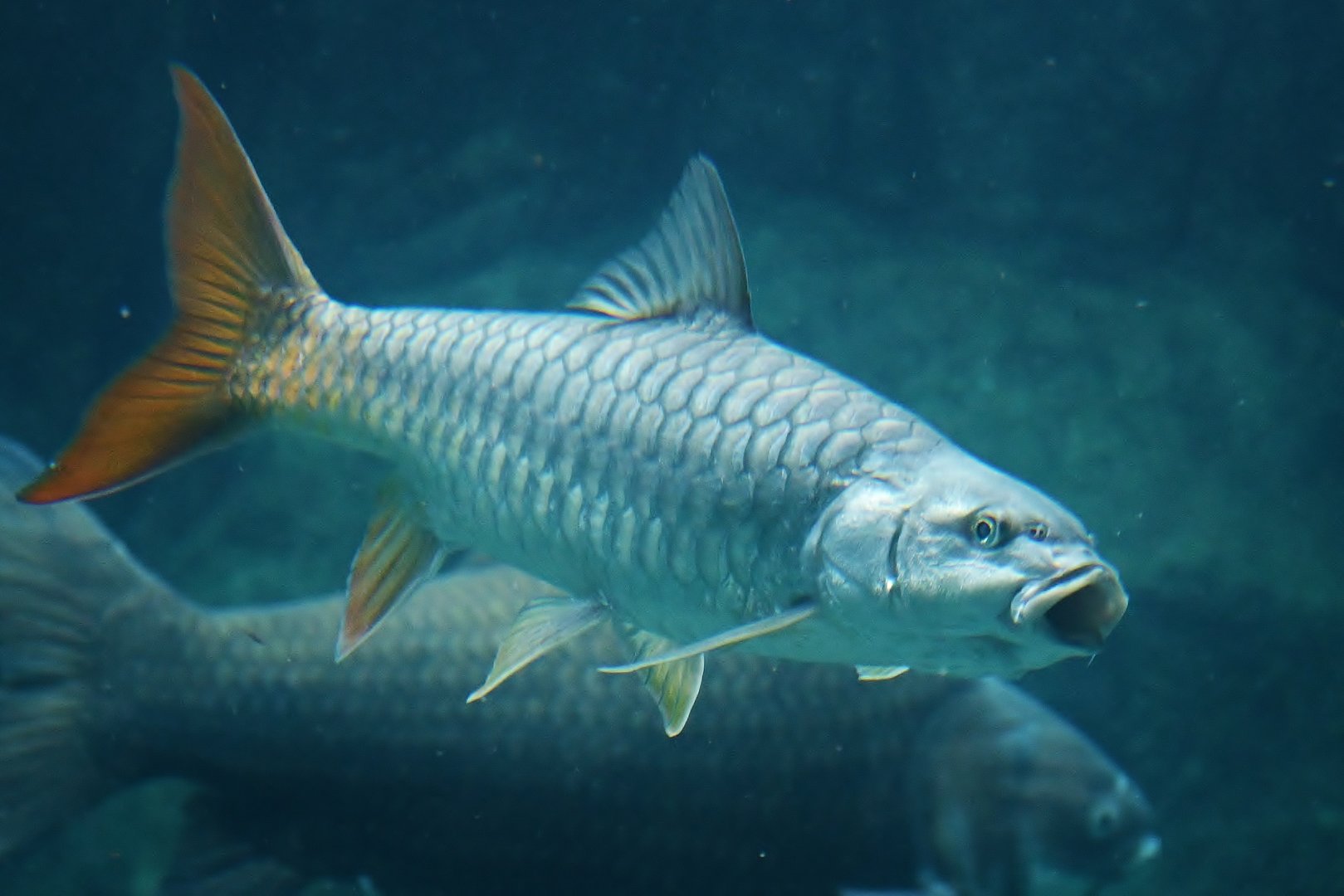 Golden Mahseer (Tor putitora)