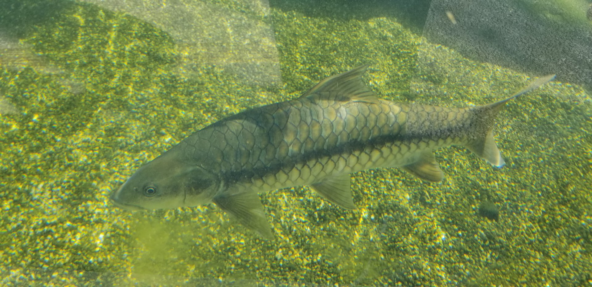 Golden Mahseer