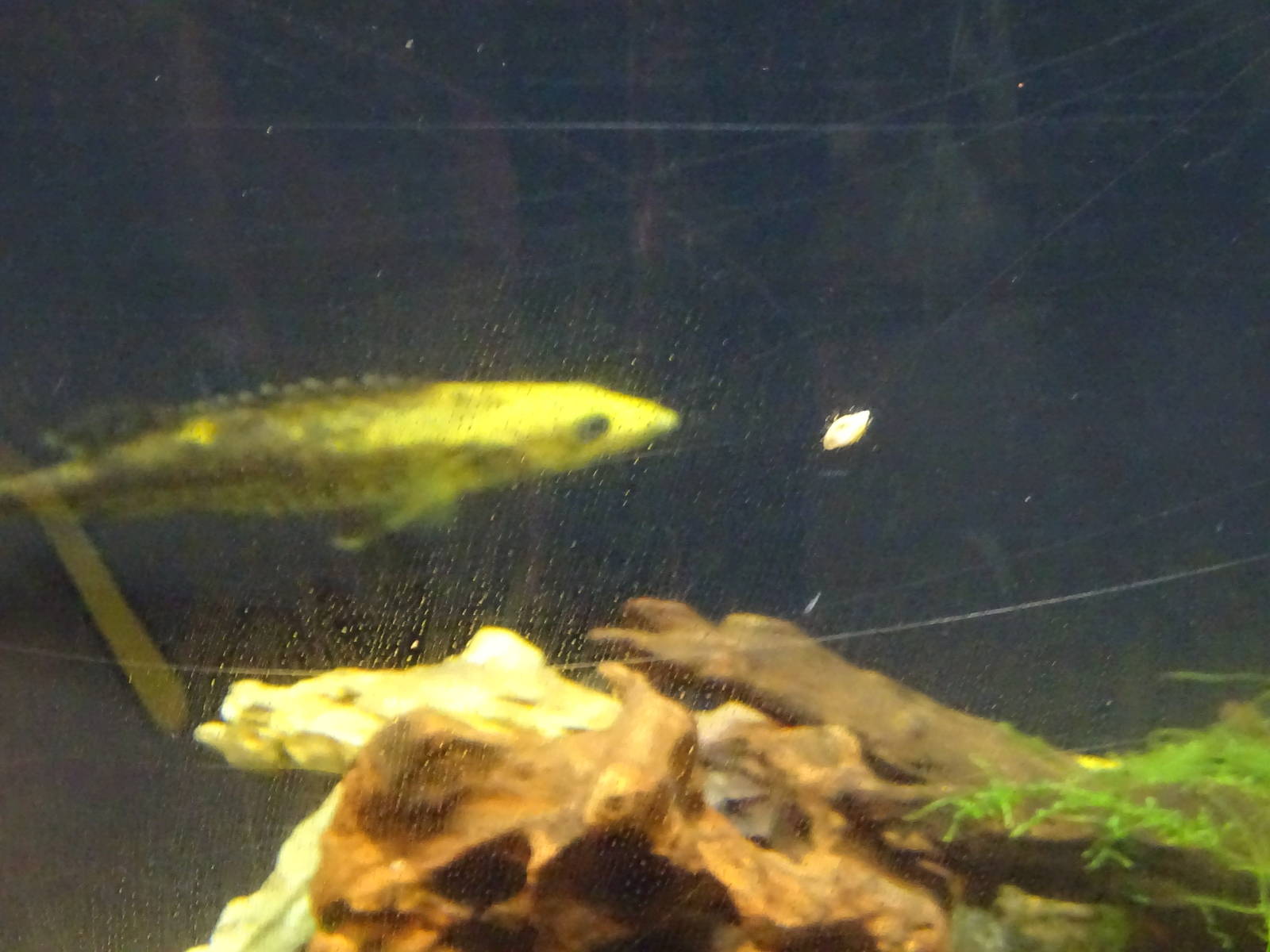 Golden Mandarin fish