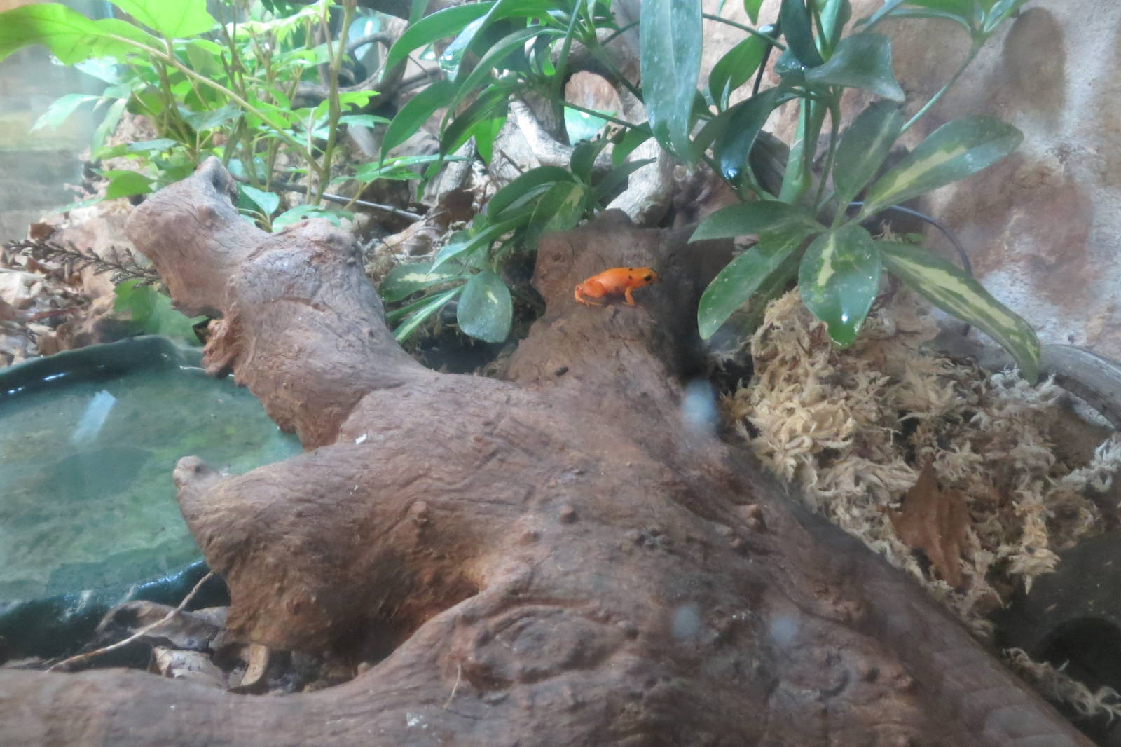 golden mantella 020313