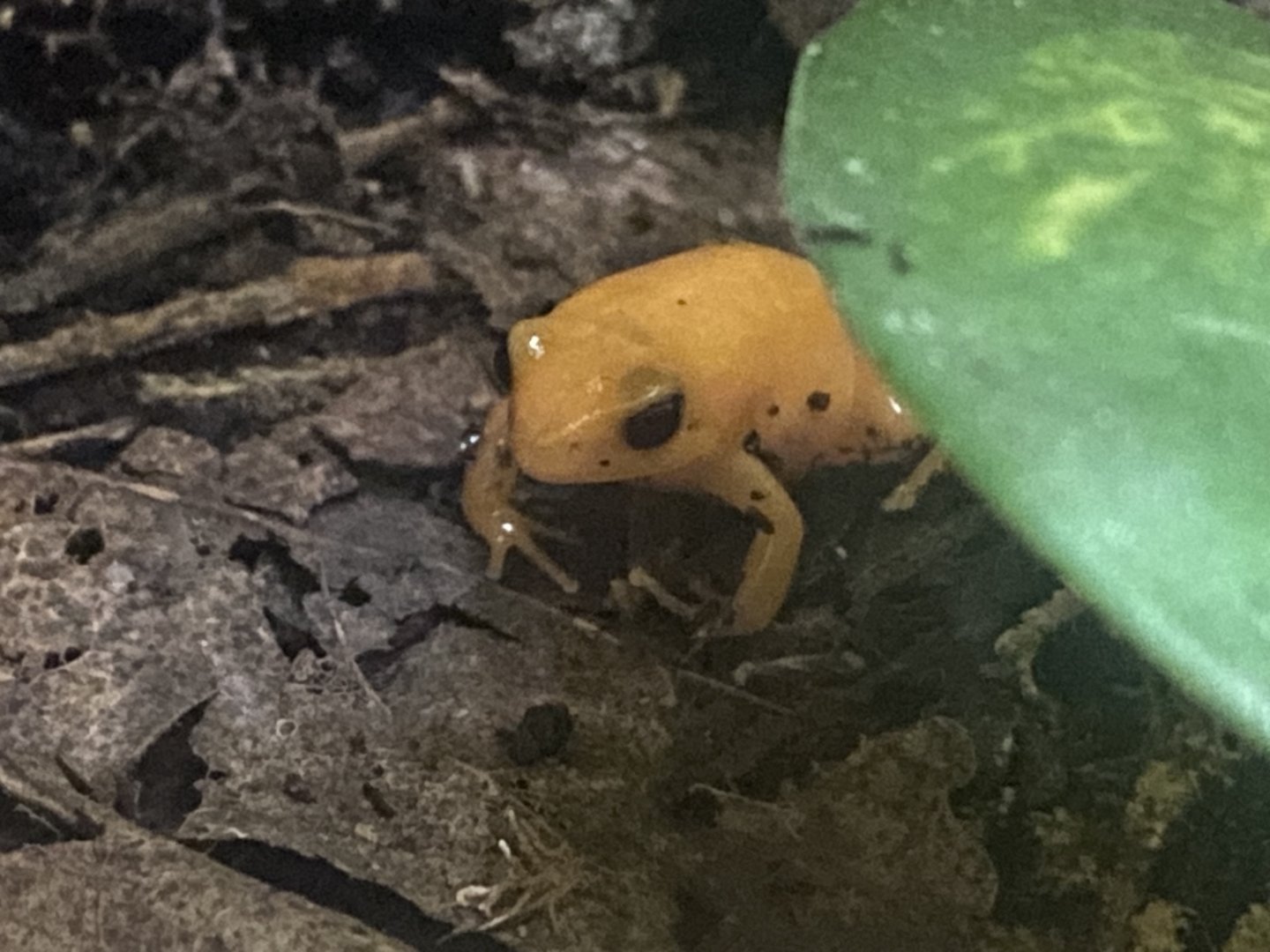 Golden mantella 040824