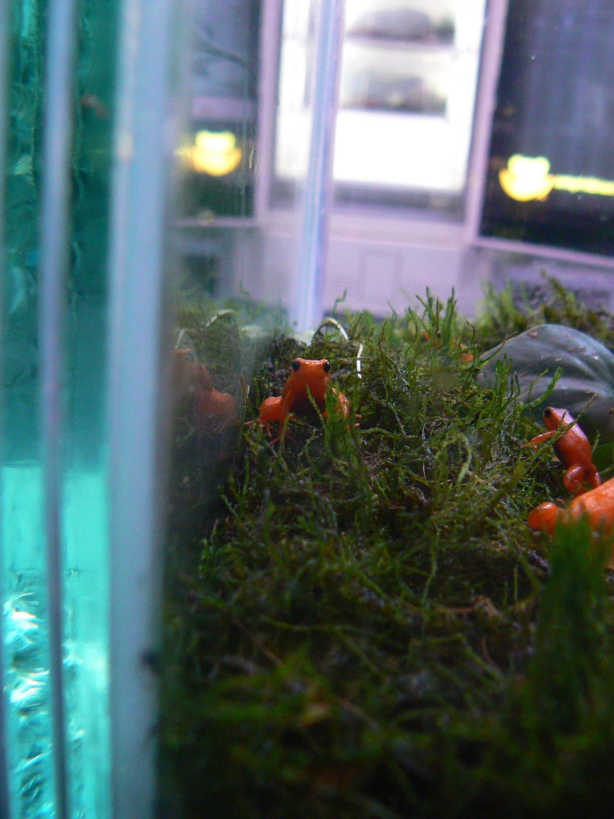 Golden Mantella - 17 January 2016