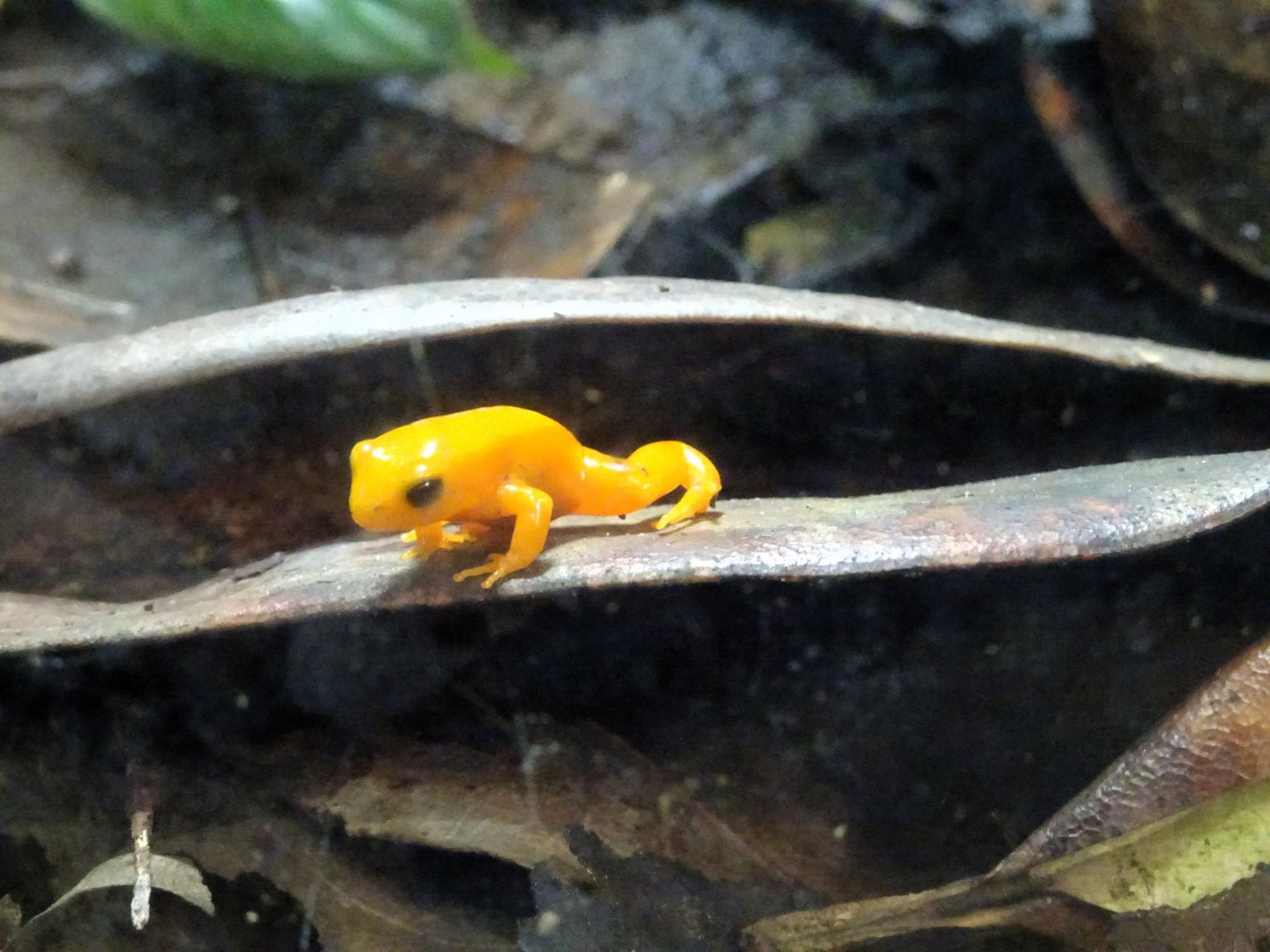 Golden Mantella 23 August 2025