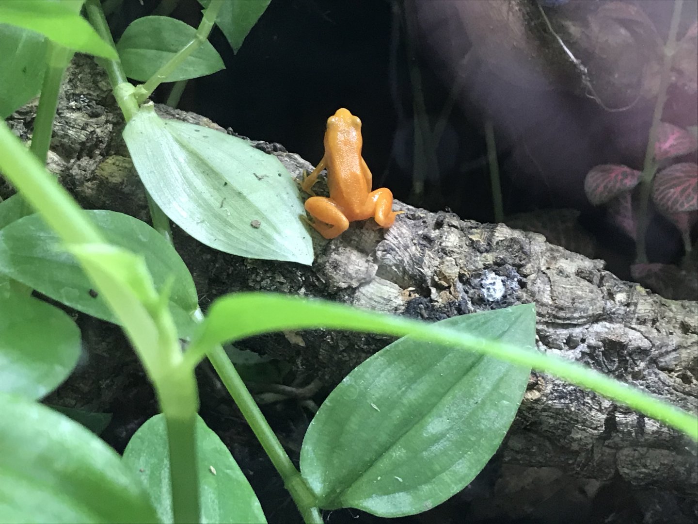 Golden mantella 251019